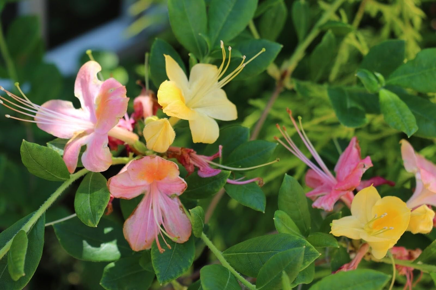 Live Plant - Garden Rainbowpink & Yellowazalea Rhododendronrooted Plantmay Be Dormant!