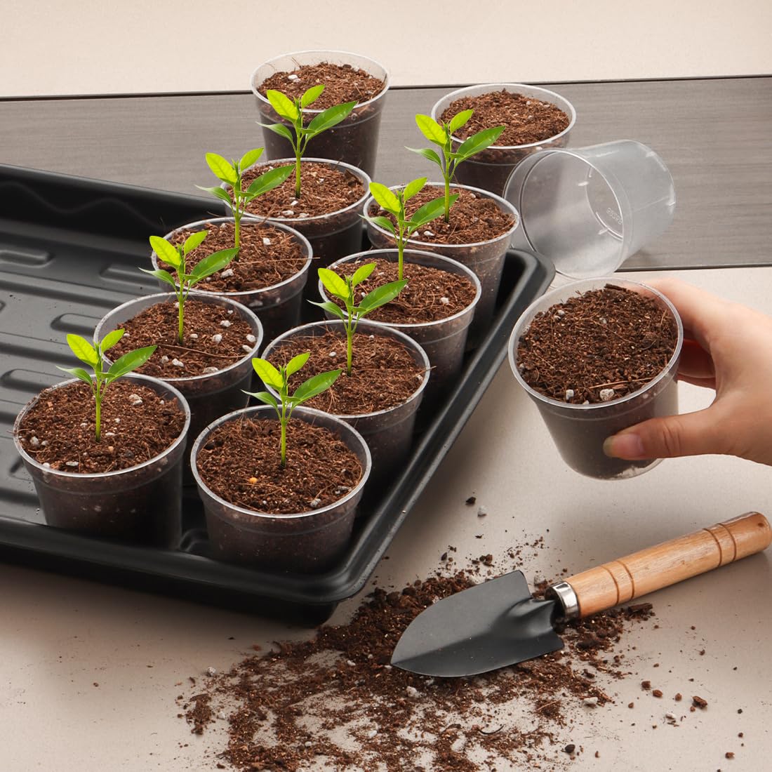RooTrimmer 2.5" Clear Seeding Pots 100-Pack Round for Seeds Starter Pots, Seeds Germination Transparent Nursery Pot with Drainage Holes (2.5Inch,100Pcs,Clear)