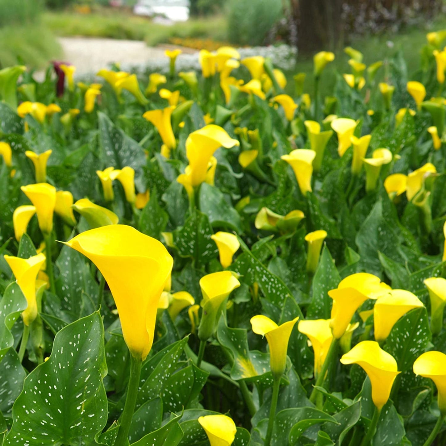 Calla Lily Plants Live Plants for Garden (4 Pack), Yellow Flowers for Delivery Prime, Potted Flowers for Garden Flowers Live Plants Outdoor Plants Live Houseplants, Calla Lily Bulbs by Plants for Pets