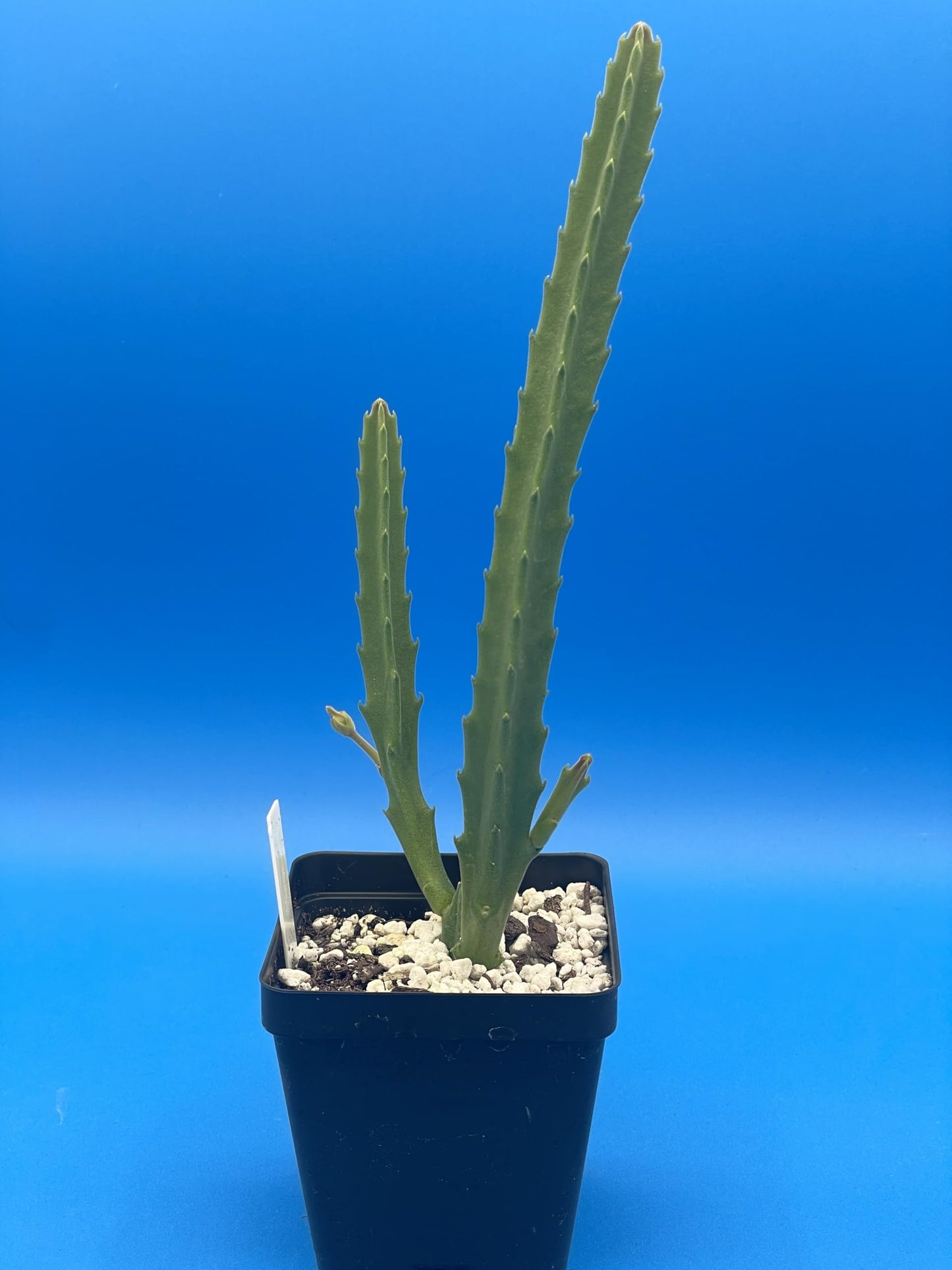 Stapelia Ambigua 3.5 Inch Potted Plant Well Rooted Starfish Cactus - No Shipping to California Or Arizona!