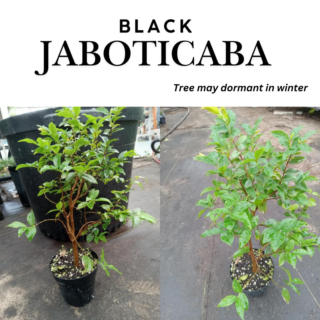 Ready for Harvest 2-3 Ft Black Jaboticaba Tree Live Plant for Planting, 1 Gallon Pot Black Jabuticaba Tree Plant, Live Brazilian Grapetree