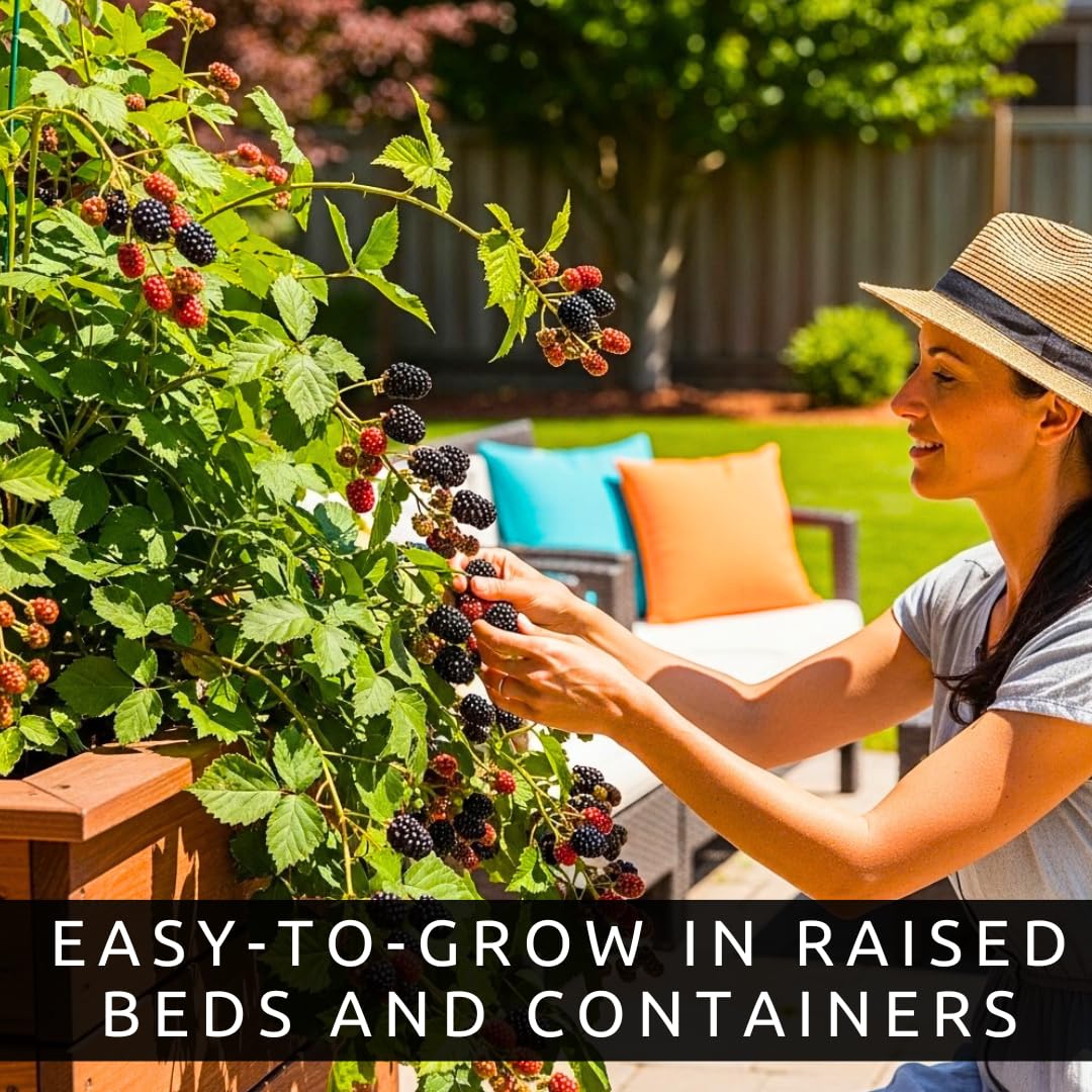 2 Thornless BlackBerry Plants for Growing - Well Rooted 1 Yr. Seedlings in Starter Pots, Ready to Plant - Sweet, Juicy, Large Berries – Easy-Grow, Everbearing Fruit Plants for Gardens