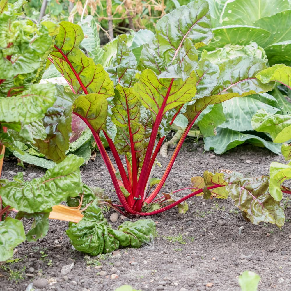 Rhubarb Plant for Planting, Red Rhubarb Root Plant, Well Rooted, 4-6 Inc, Cold Hardy Perennial Vegetable for Indoor Outdoor Garden