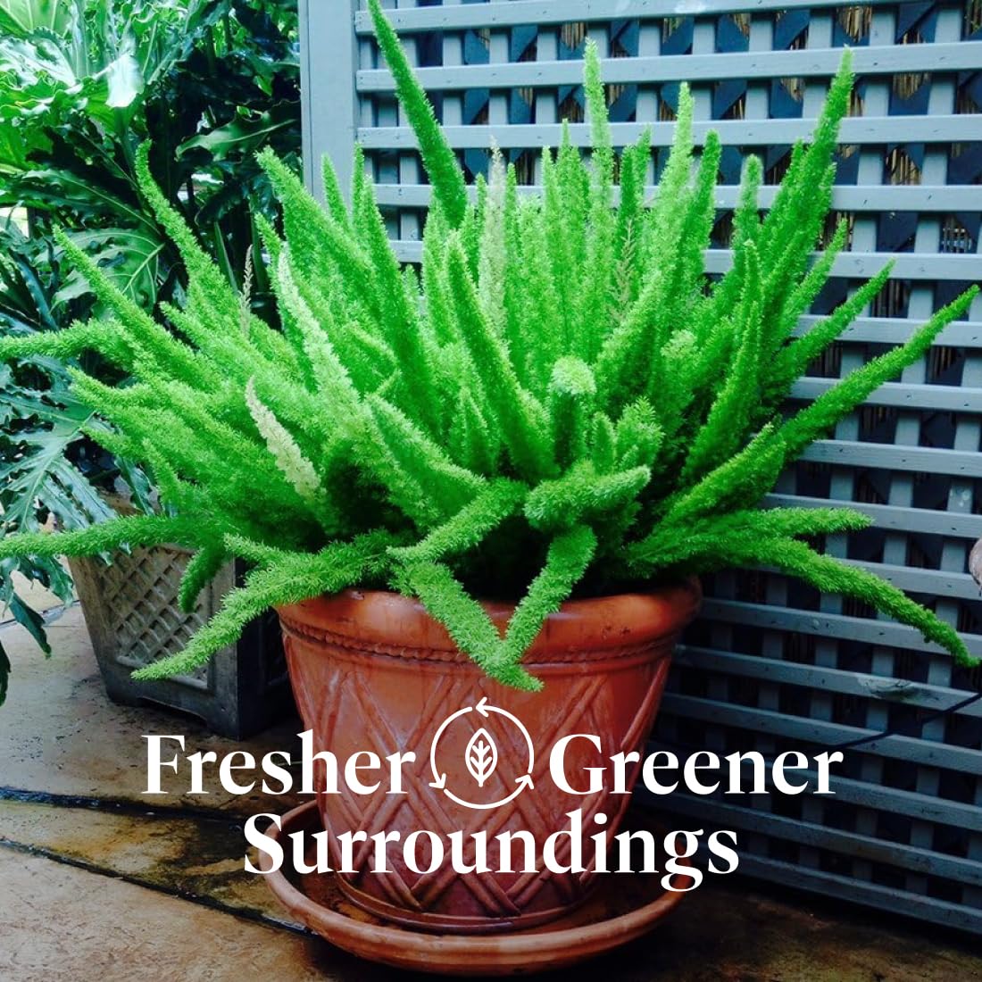 American Plant Exchange Foxtail Fern – 6-Inch Pot – Live Easy Care Tropical Plant with Arching Needle-Like Foliage for Indoor Décor, Patios, Containers, Hanging Baskets & Garden Landscapes