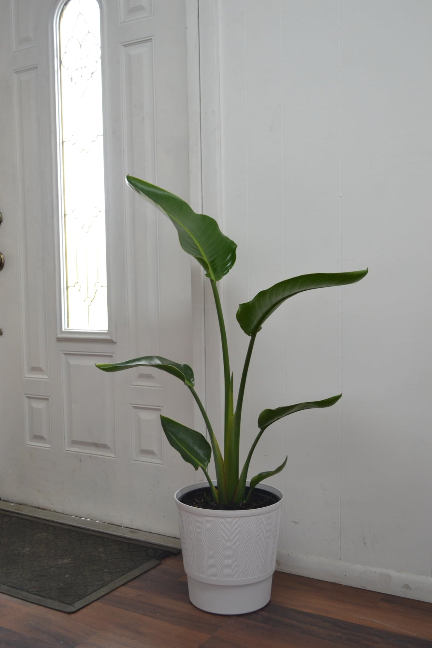 Live Plant Starter Pack | 3 Large Indoor Plants in 10” Pots – Alocasia Regal Shield, White Bird of Paradise & Monstera Deliciosa | Perfect for Apartments, New Homes, Dorm Rooms & Housewarming Gifts