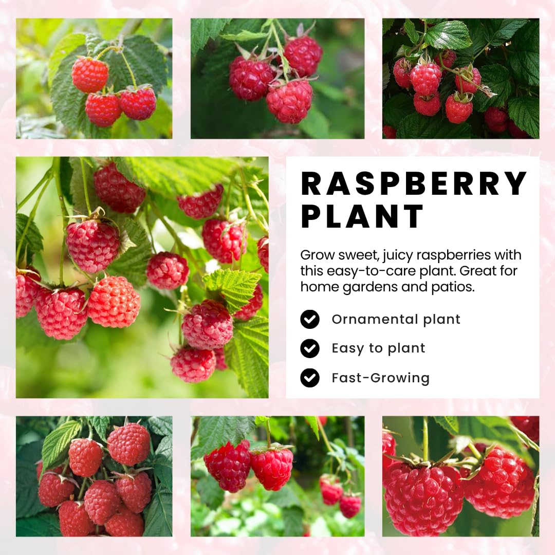 Pack 4 Raspberry Bushes Live Plants, No Pot, Everbearing Red Raspberry Plants Live for Planting, 5-9 Inc in Tall, Zones 4-8 Cold Hardy (Sweet Red Caroline)