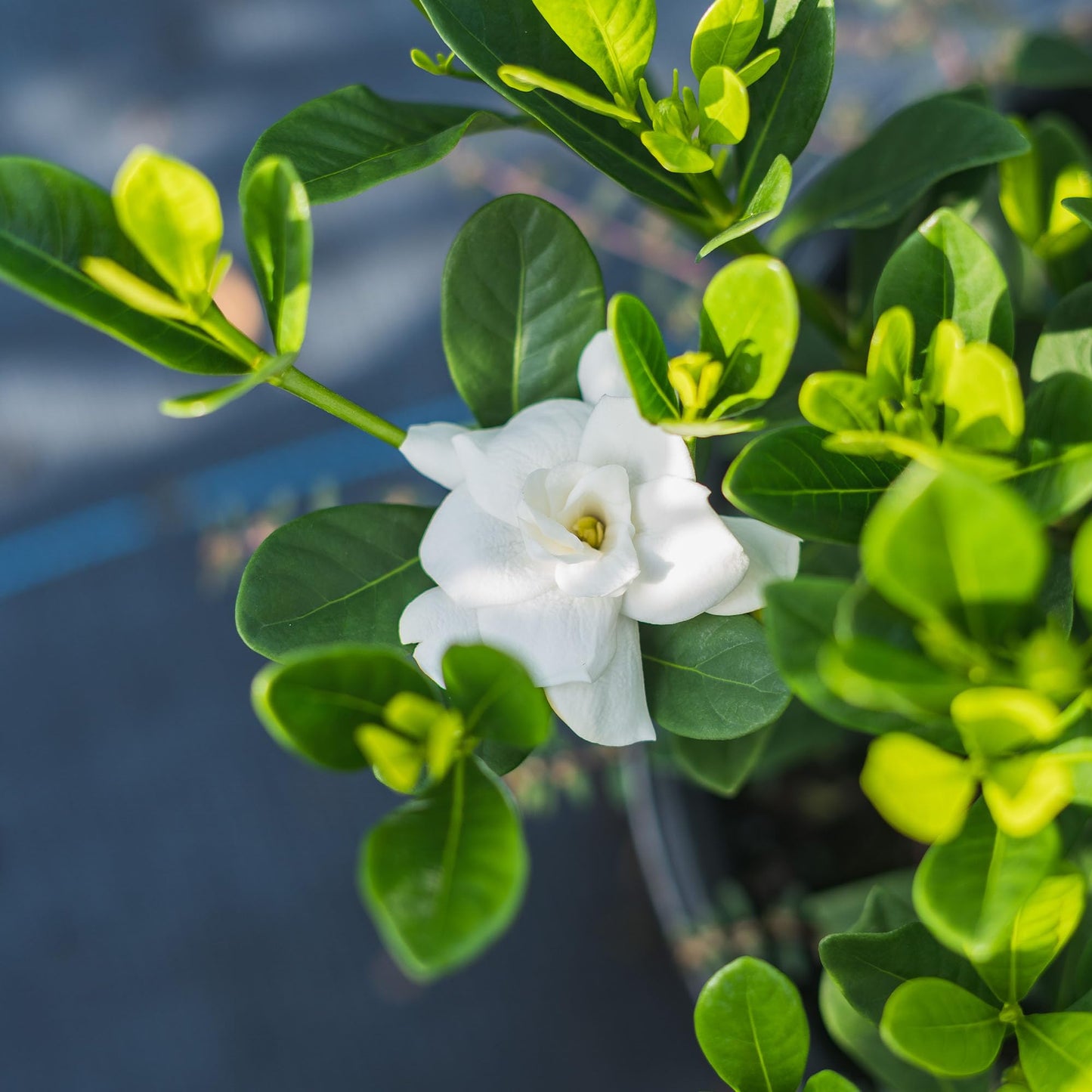 Perfect Plants Buttons Gardenia Shrub 1 Gallon | Live Plant for Landscaping | Fragrant White Flowers