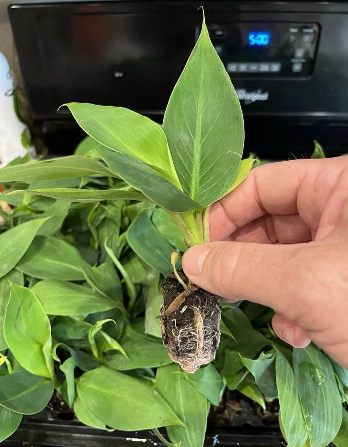 Live Plant - Sweetheart Banana - Musa - 2 Live Plants