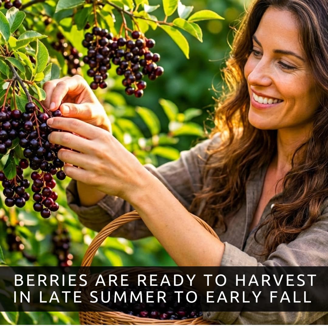 3 Chokecherry Tree Live Plants (Prunus virginiana) – Hardy Native Fruit Shrub – Edible Dark Red Berries – Fast Growing Outdoor Landscaping Plant – Well Rooted Ft Starter Plant