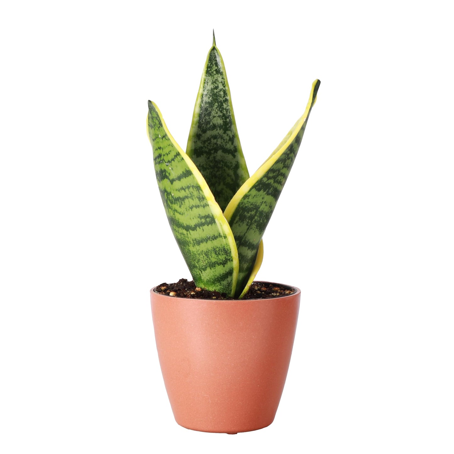 Thorsen's Greenhouse Variegated Snake Plant, Dracaena Trifasciata, Sansevieria, Mother-in-Law Tongue, Low Light, Easy to Grow, Live Indoor Plant, 4" Diameter Pot (Terra Cotta)
