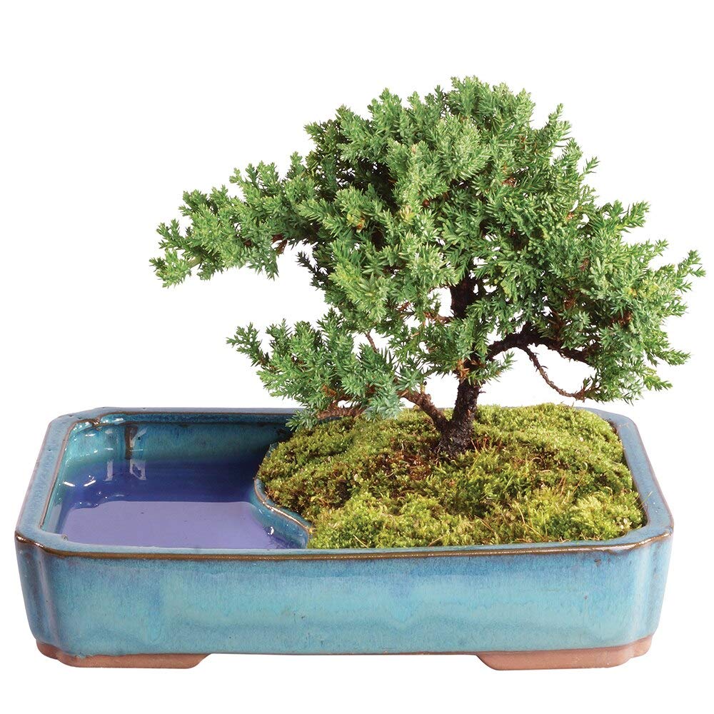 Brussel's Bonsai - Live Green Mound Juniper Bonsai Tree with Water Bonsai Pot, Outdoor Bonsai Tree Live Plant, 5 Years Old, 6-10 Inches Tall, Easy Care Bonsai for Patio Garden (Medium)