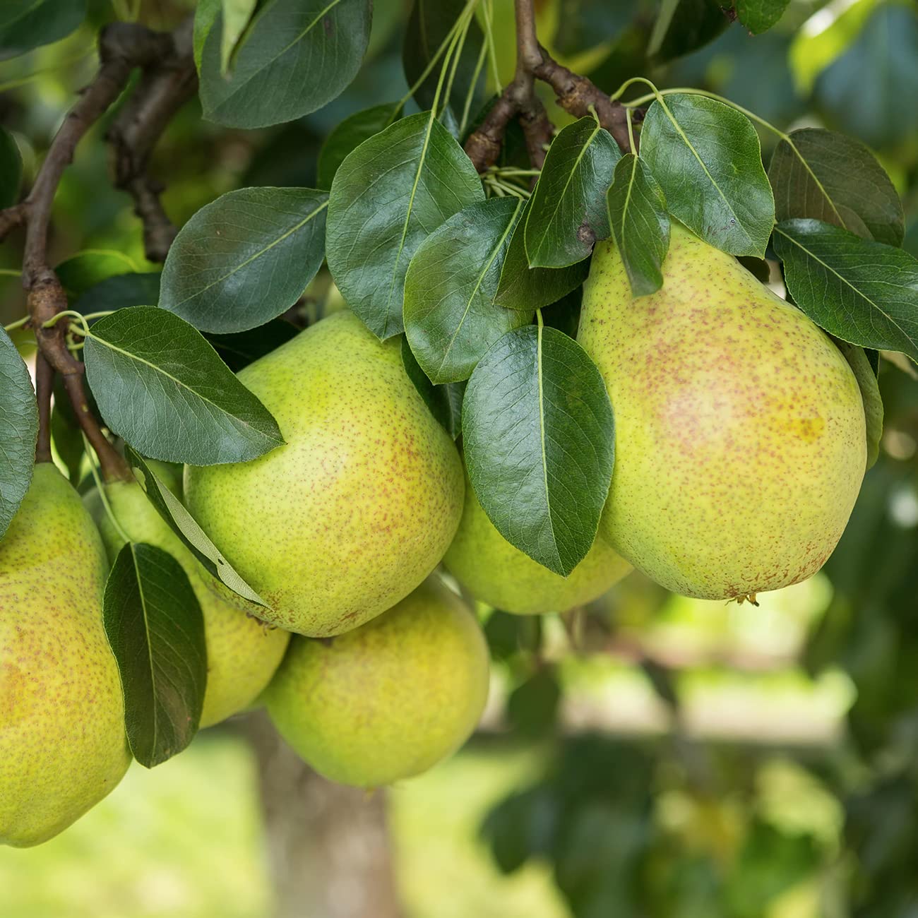 Perfect Plants Florida Home Pear Tree | Live Outdoor Fruit Trees 4-5 Feet | Easy to Grow Sweet Fruits Perfect for Preserves | Easy Planting & Pears Produced in 2-3 Years