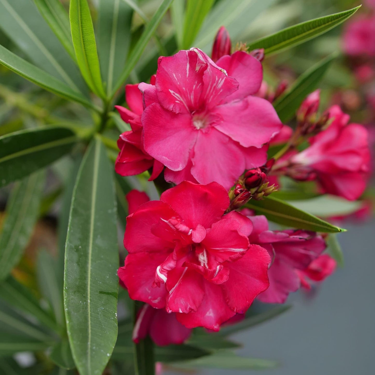 Proven Winners Ol! Bicolor Red Oleander (Nerium Oleander) Live Plant, 4.5" Qt, 4 Pack