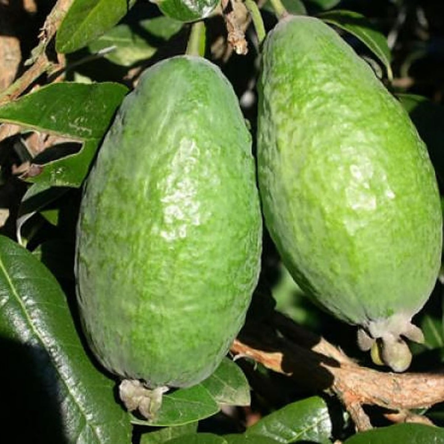 Pineapple Guava Tree Live Plant, 4 to 7 Inc, Guava Fruit Plant