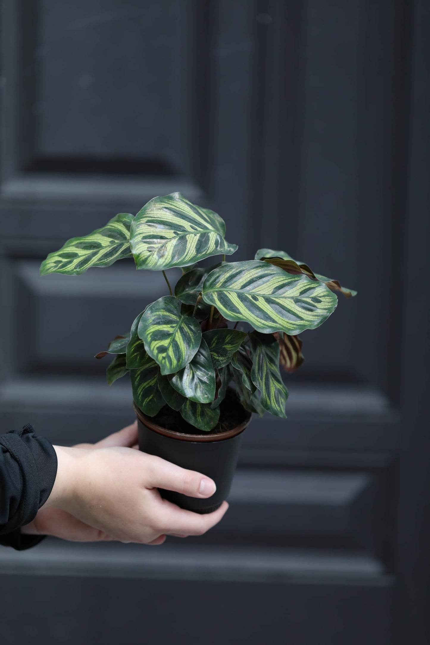 PLANTVERS Calathea Makoyana in 4inch Nursery Pot | Peacock Calathea | Air Purifier Plant | Live Topical Houseplant | Indoor Gift Plant | Low Light Plants for Home Decor