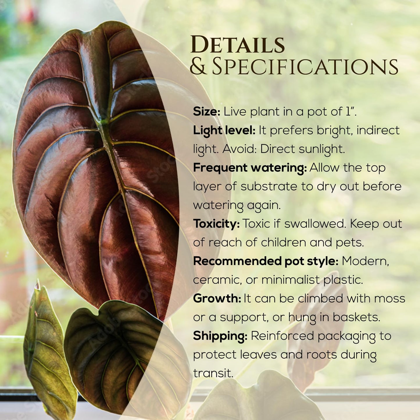 Alocasia Cuprea (4 Pack) Live Plant, Rare Indoor Alocasia, Metallic Leaf Elephant Ear, Tropical Houseplant Live, Starter Size Alocasia Plant, Exotic Foliage Houseplant for Home Decor Indoor Growing