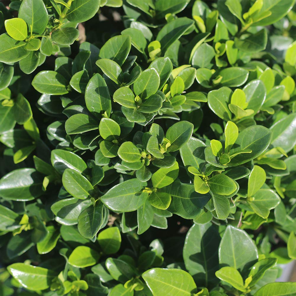 Perfect Plants Kliem's Hardy Gardenia Live Plant, 1 Gallon Pot