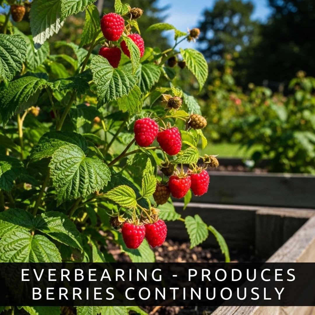 Joan J Raspberry Plants – Thornless Red Raspberry with Large Sweet Berries – Everbearing Fruit Plants for Home Gardens (3 Plants)