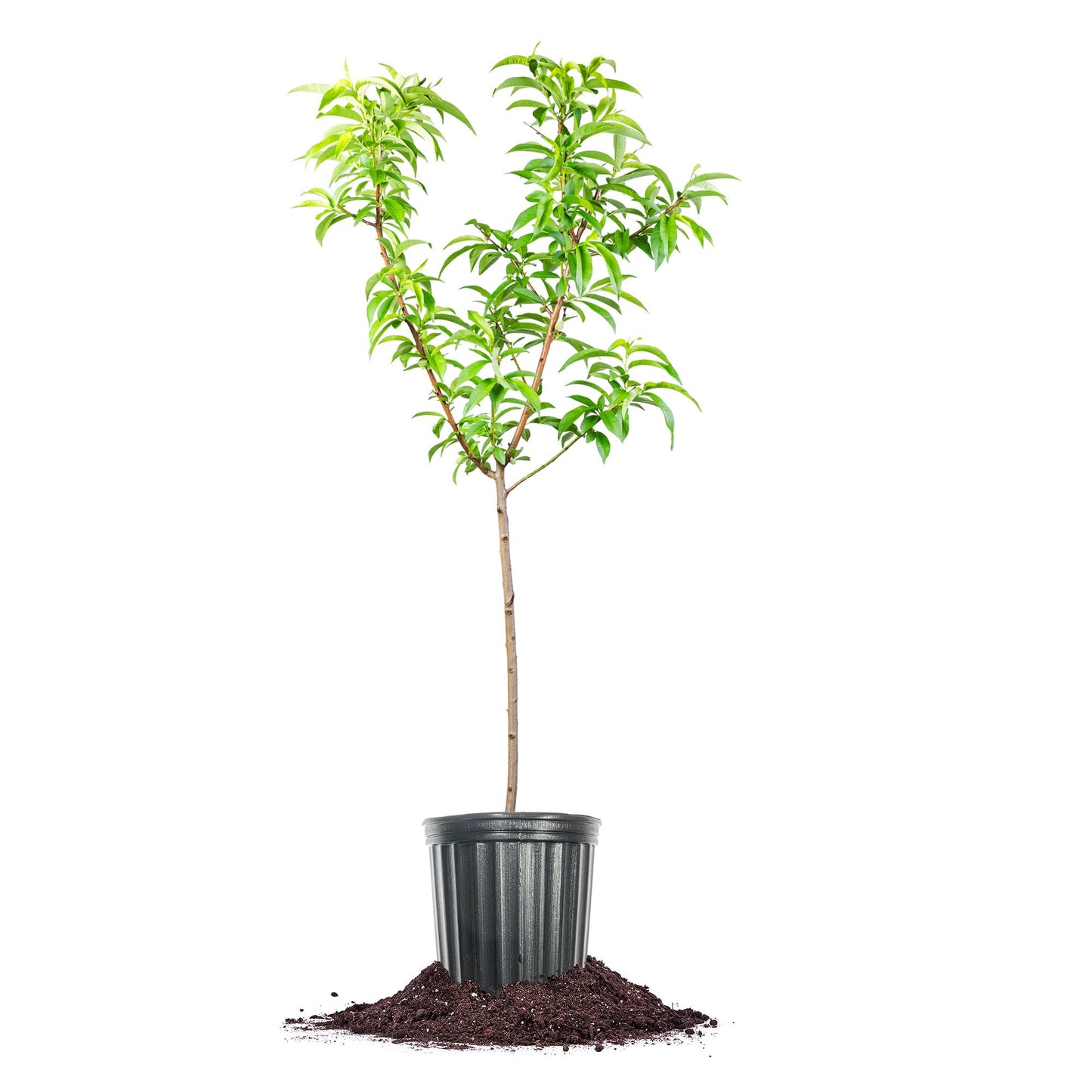 Perfect Plants Contender Peach 4-5 Foot Tree | Live Self Fertile Fruit Producing Freestone Peach Tree with Ample Curb Appeal