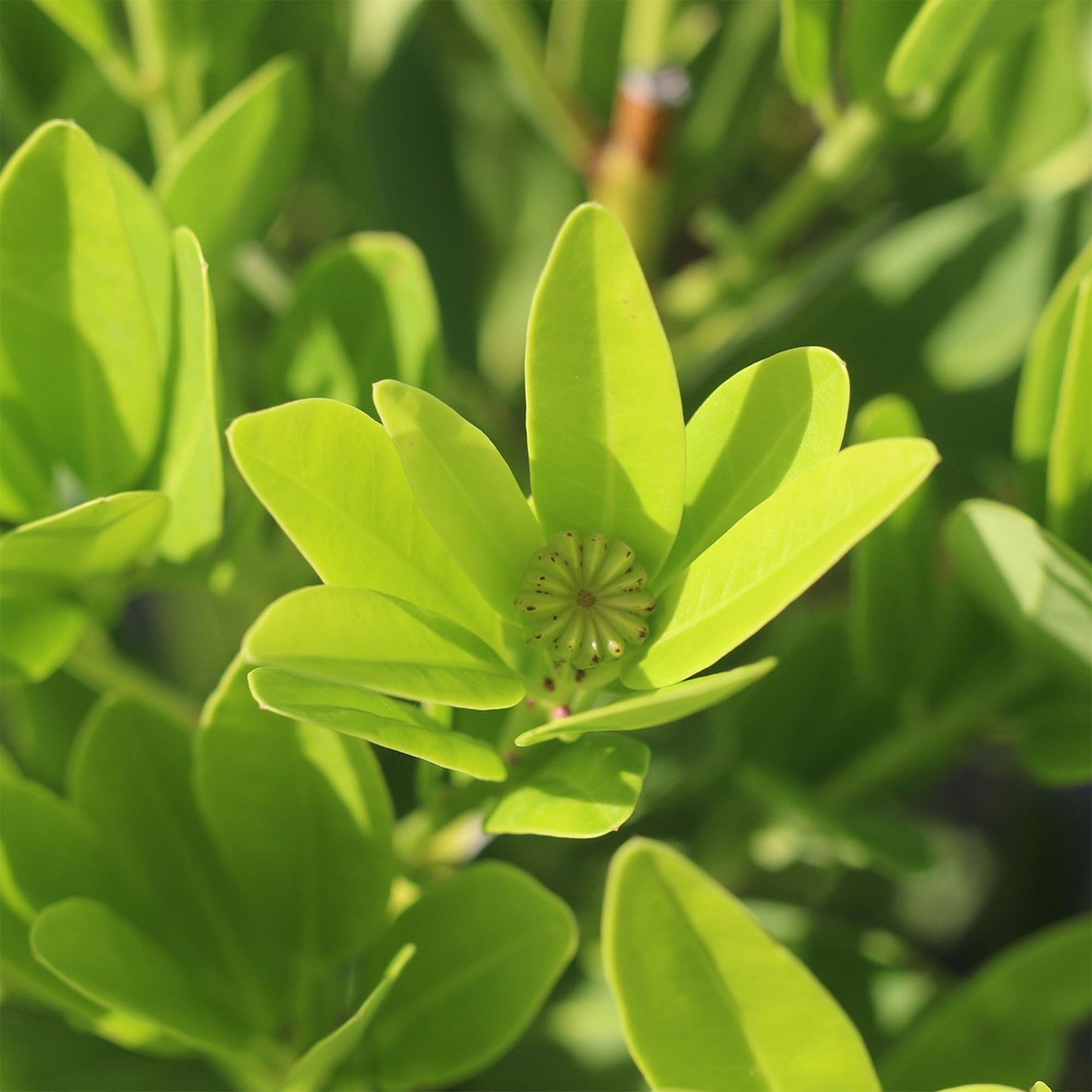 Perfect Plants Ocala Anise 1 Gallon | Live Shrub for Landscaping | Evergreen & Provides Privacy