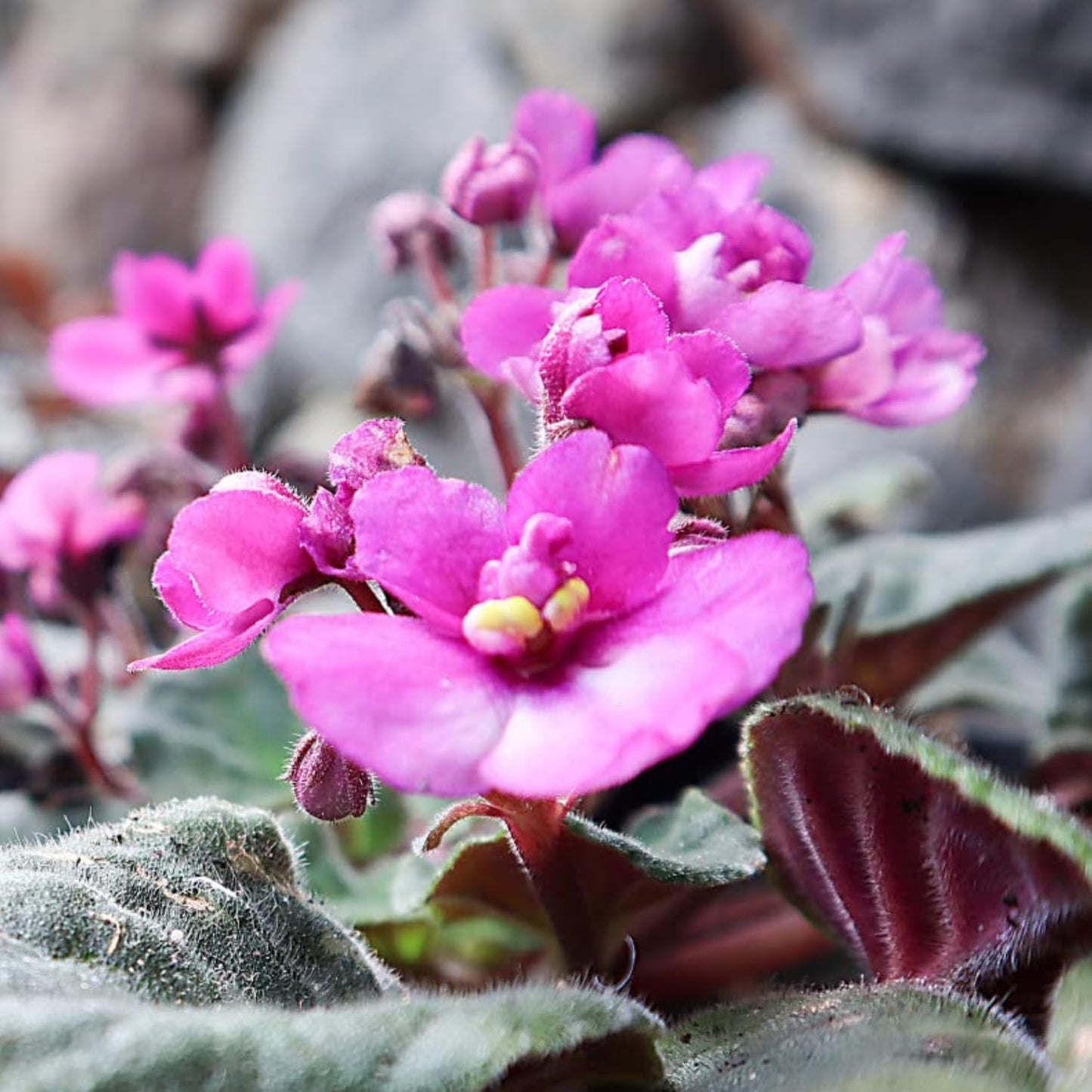 African Violets Live Plant, Pink Violet Plant Live African Violet Plants Indoor Plants Live Houseplants in 4 Inches Pot