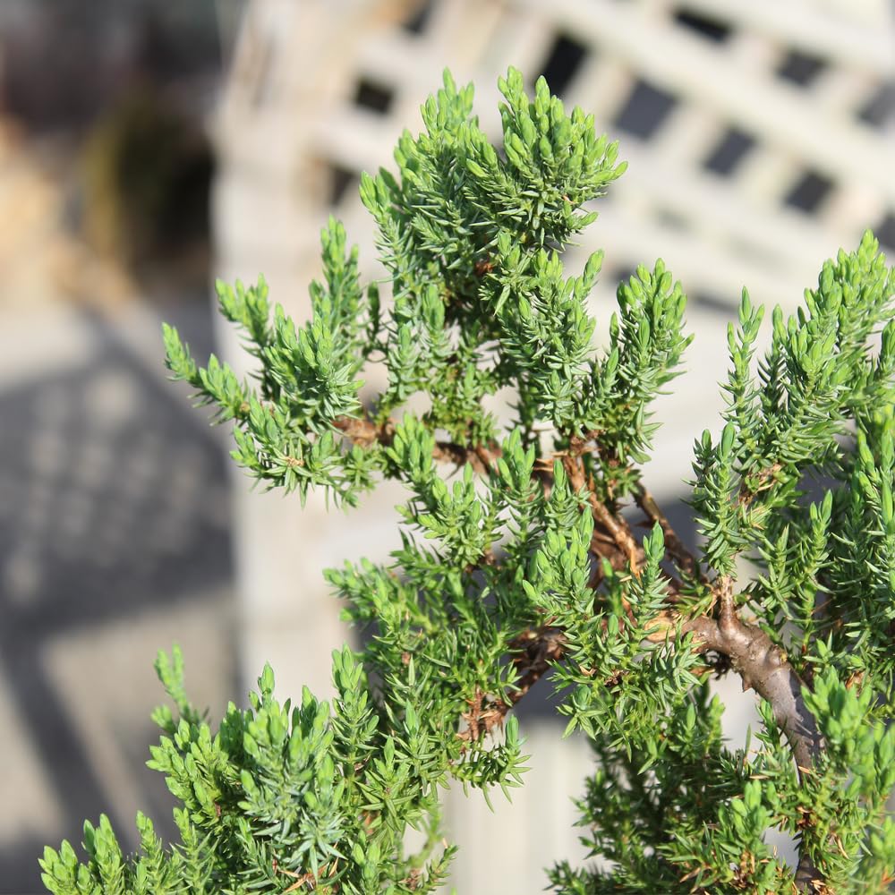 Brussel's Bonsai Live Green Mound Juniper Bonsai Tree - Medium, 5 Year, 6 to 10 Inches - Outdoor Bonsai Tree Live with Rock Bonsai Pot