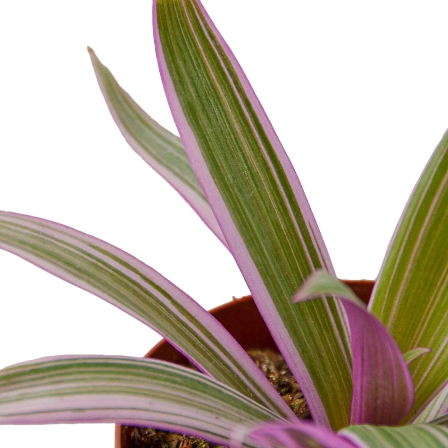 Oyster Plant 'Moses in The Cradle' | Live Plant for Indoor & Outdoor | for Living Room, Office, Bathroom | (4" Pot)
