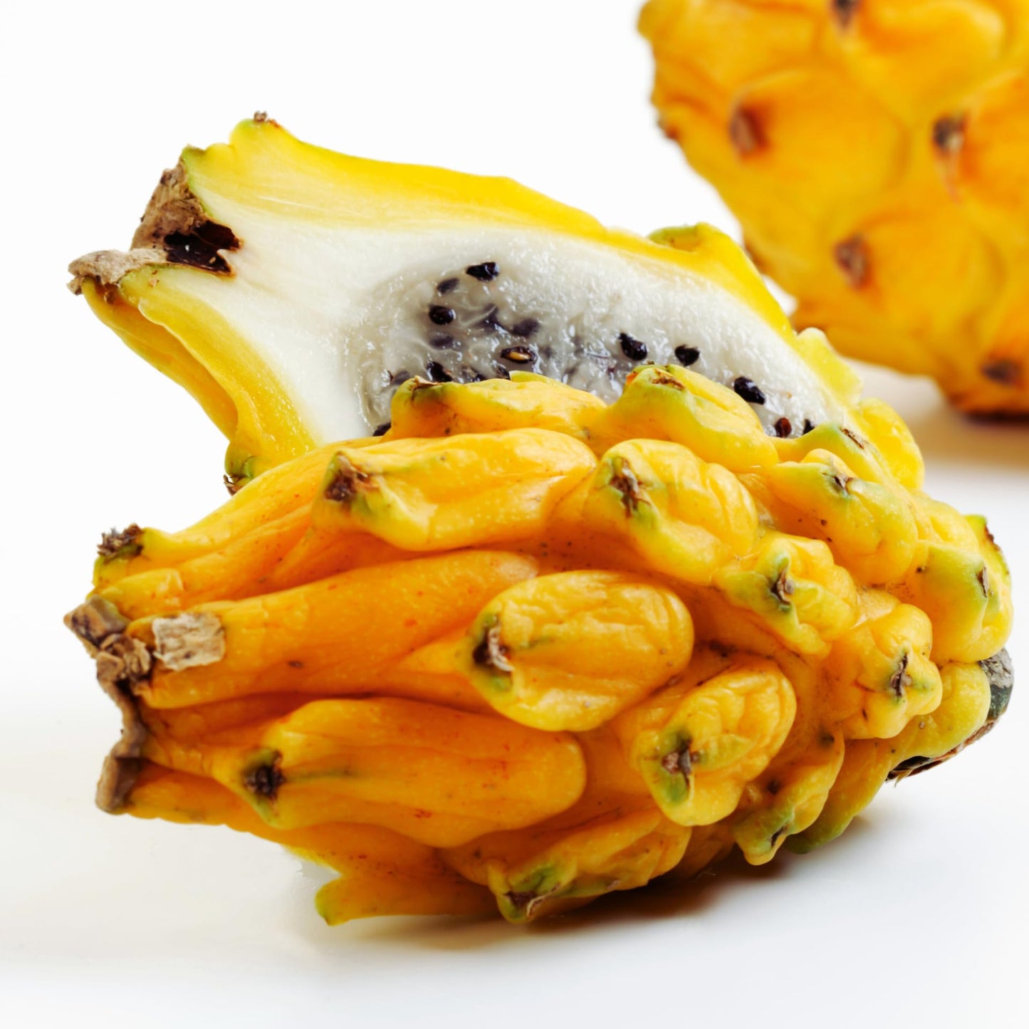 Set 3 Dragon Fruit Plants Live, Starter Plants from 3 to 6 Inches Tall, Dragon Fruit Live Plant for Garden