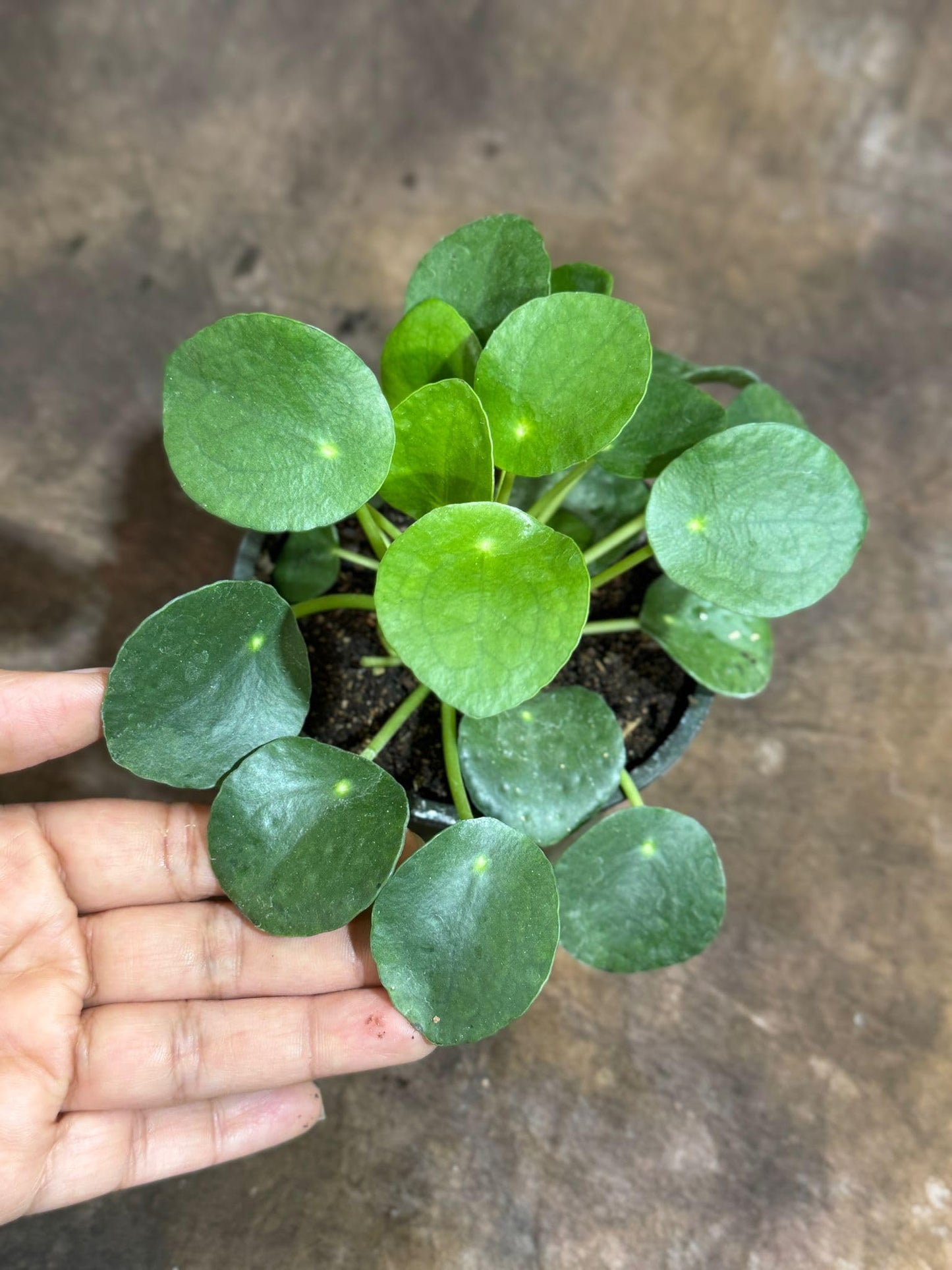 PLANTVERS Chinese Money Plant in a 4" Grow Pot – Pilea Peperomioides – Coin-Shaped Green Leaves Plant – Easy-Care Houseplant for Low Light – Low Maintenance Indoor Plant