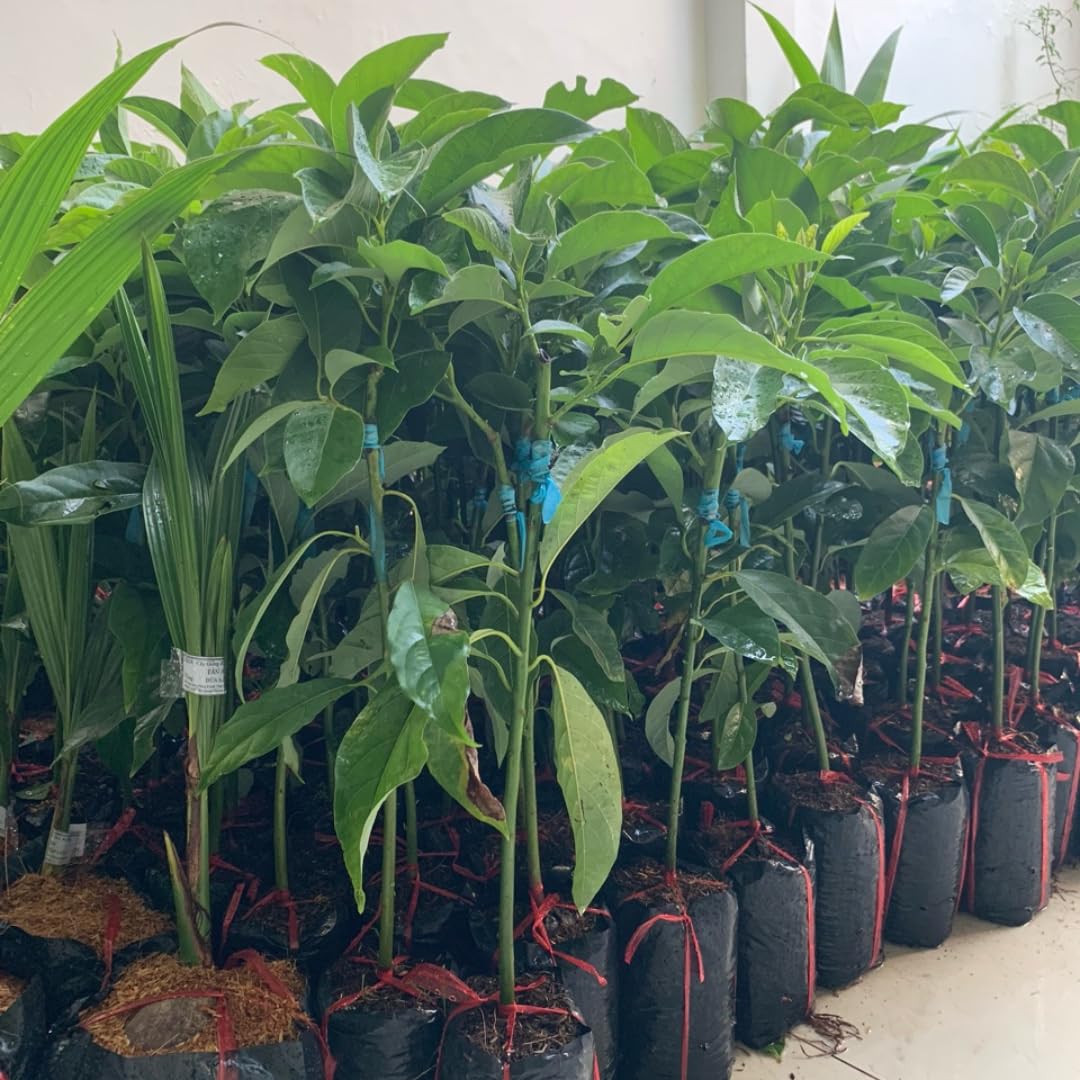 Cold Hardy Avocado Tree Live Plant 6-12" Indoor Outdoor Growing Zones 5-11, Smooth and Sweet Tropical Fruit Trees