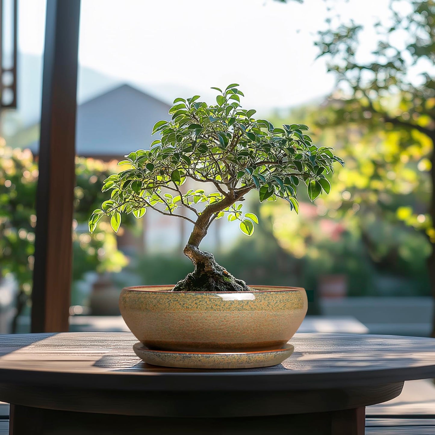 SQOWL Succulent Pots - 8 Inch Ceramic Bonsai Pots, Round Shallow Planter with Drainage Hole and Saucer, Succulent Indoor Planter, Bowl Planters Outdoor, Apartment Decor, Gifts for Women, Brown