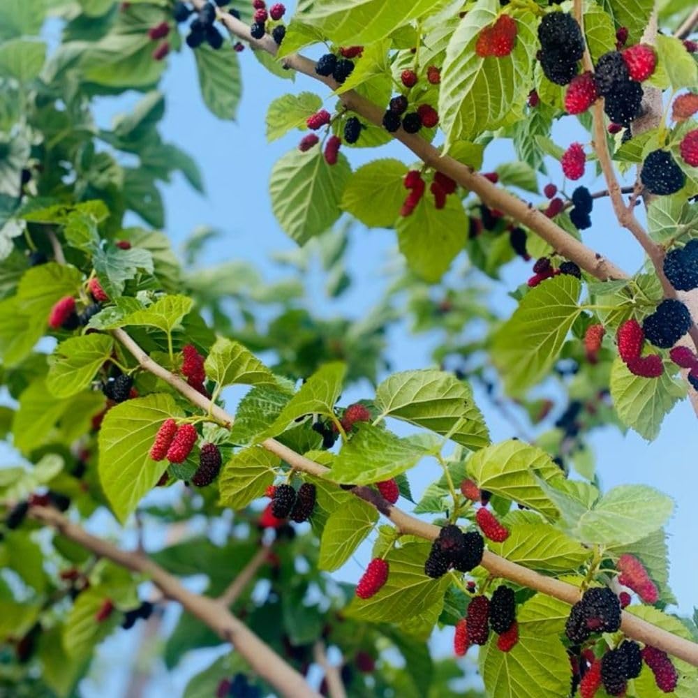 Dwarf Everbearing Mulberry Fruit Plant Live 6-8 Inches Tall, Sweet Mulberry Live Plant for Planting Outdoor Garden