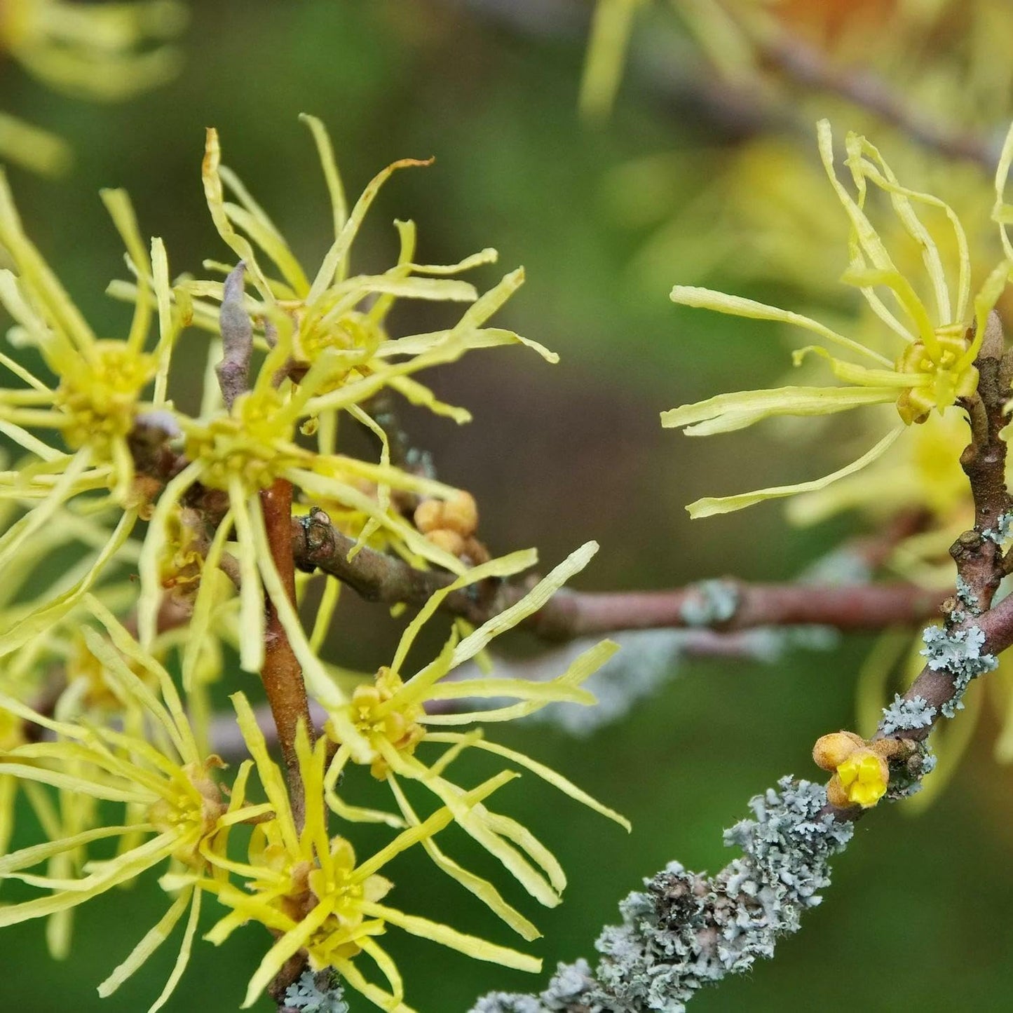 Live Plant - 2 Witch Hazel Shrubs - 8-12" Tall - Live Plants - 4" Pots - Hamamelis virginiana