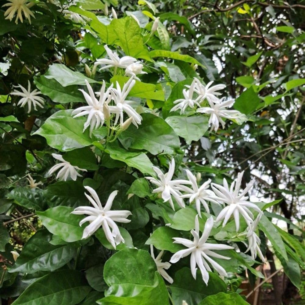 Live White Jasmine Plant 4–8 Inches Tall, Jasmine Sambac Plants, Fragrant Flower Vine Live Plant Indoor Outdoor Garden