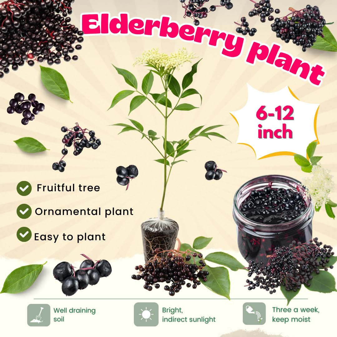 Pack 2 Elderberry Plants Live for Planting, Elderberry Bush Live Plants, 6-12 Inch Tall