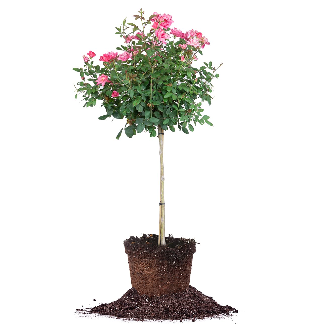 Perfect Plants Double Pink Knock Out Rose Tree | Unique Topiary | Eye Catching Bright Pink Blooms