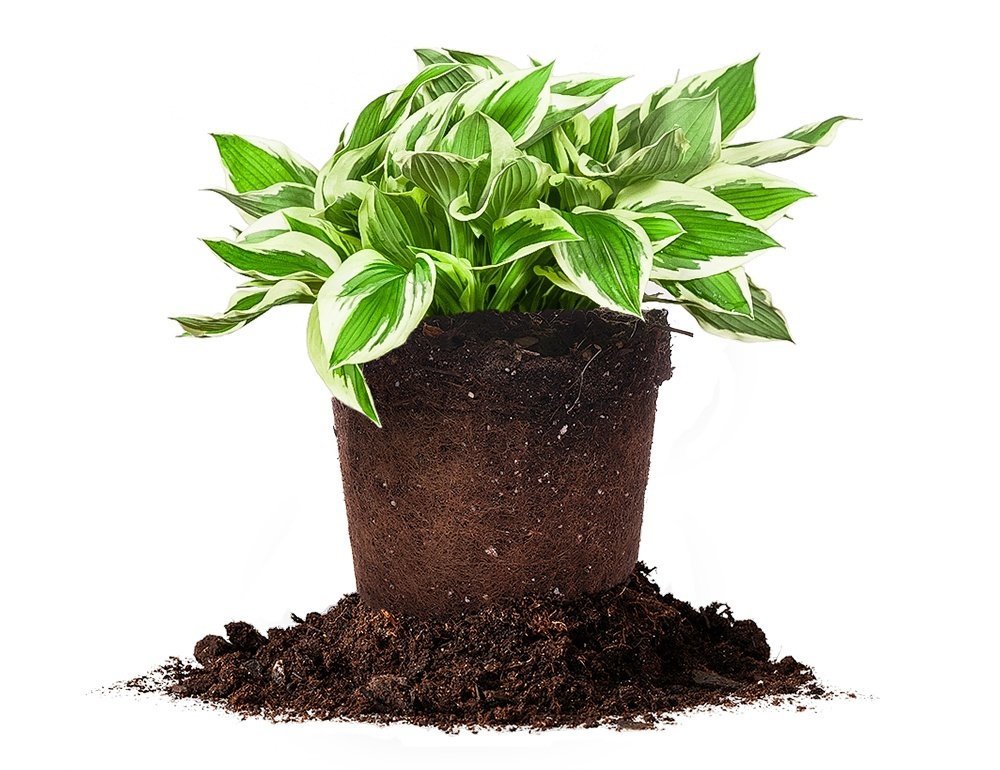Patriot HOSTA - Size: 1 Gallon, Live Plant, Includes Special Blend Fertilizer & Planting Guide