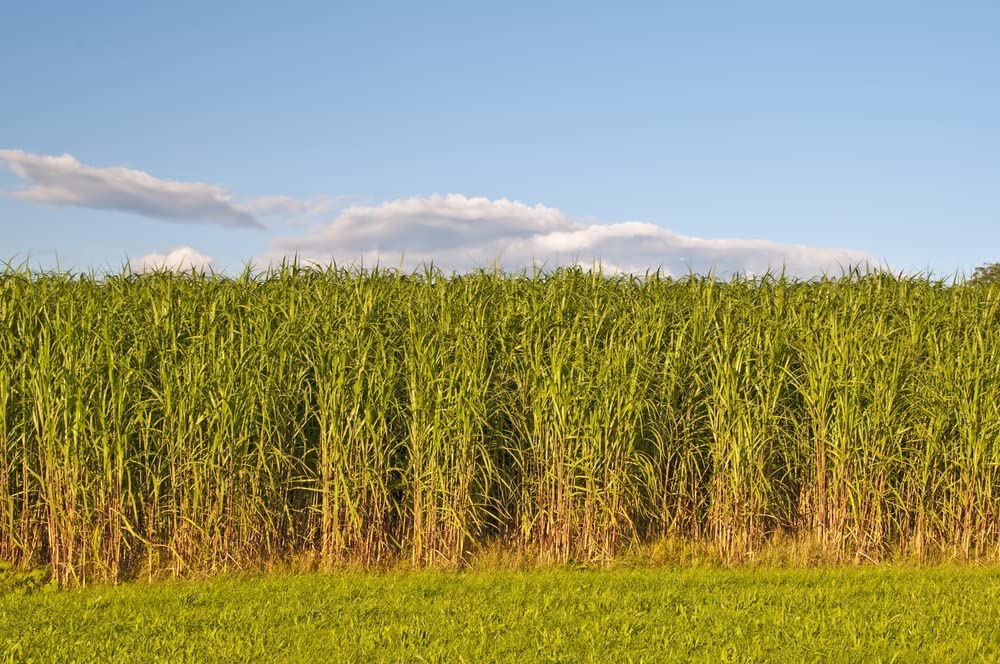 Switchgrass Seeds for Planting - Fast Growing and Hardy Prairie Grass, Bio Fuel Grass or Privacy (1 Pound)