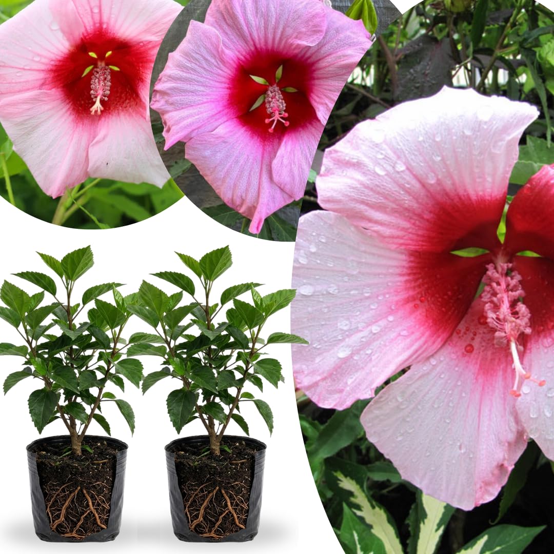 2 Rose Hibiscus Plants Live 5-9" in Tall, Hardy Hibiscus Tree Live Plant Year-Round Blooming, No Pot, Outdoor Perennial Planting