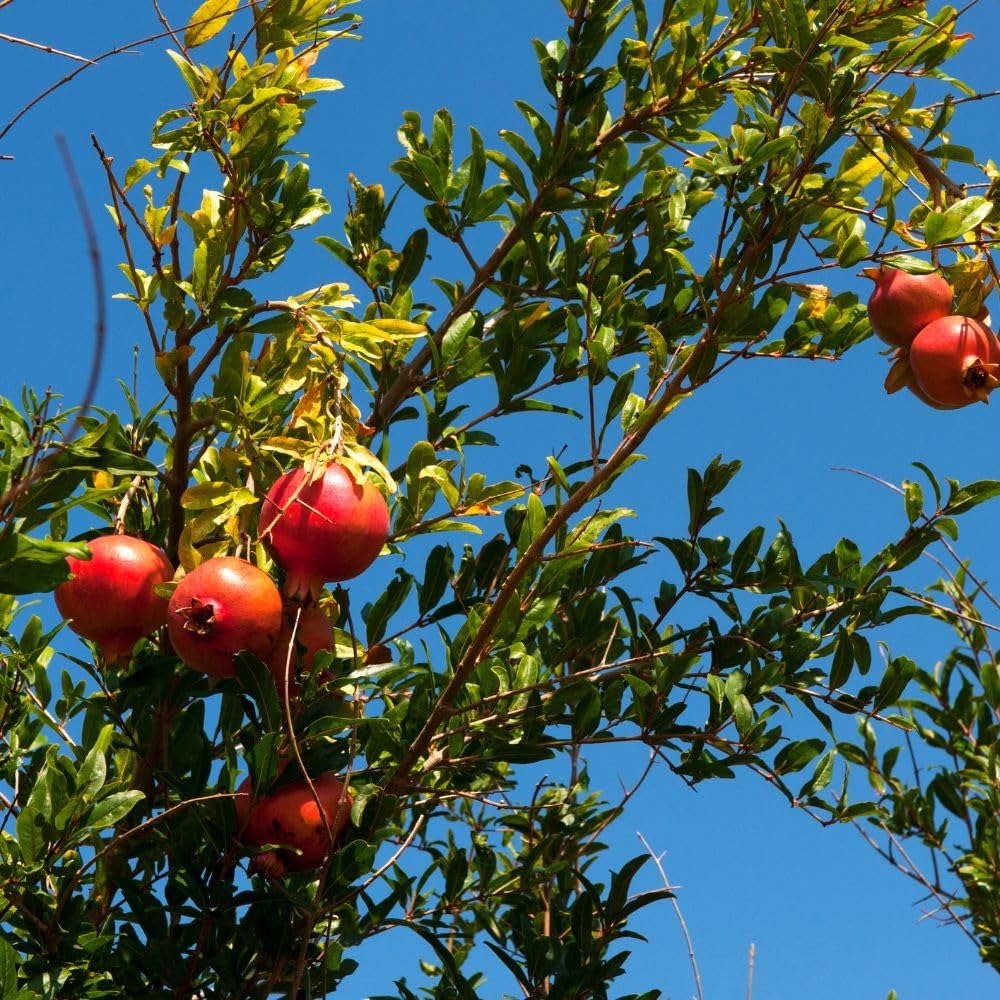 Wonderful Pomegranate Live Plant 4" Pot, Sweet Edible Pomegranate Fruit Plant for Indoor Outdoor Garden