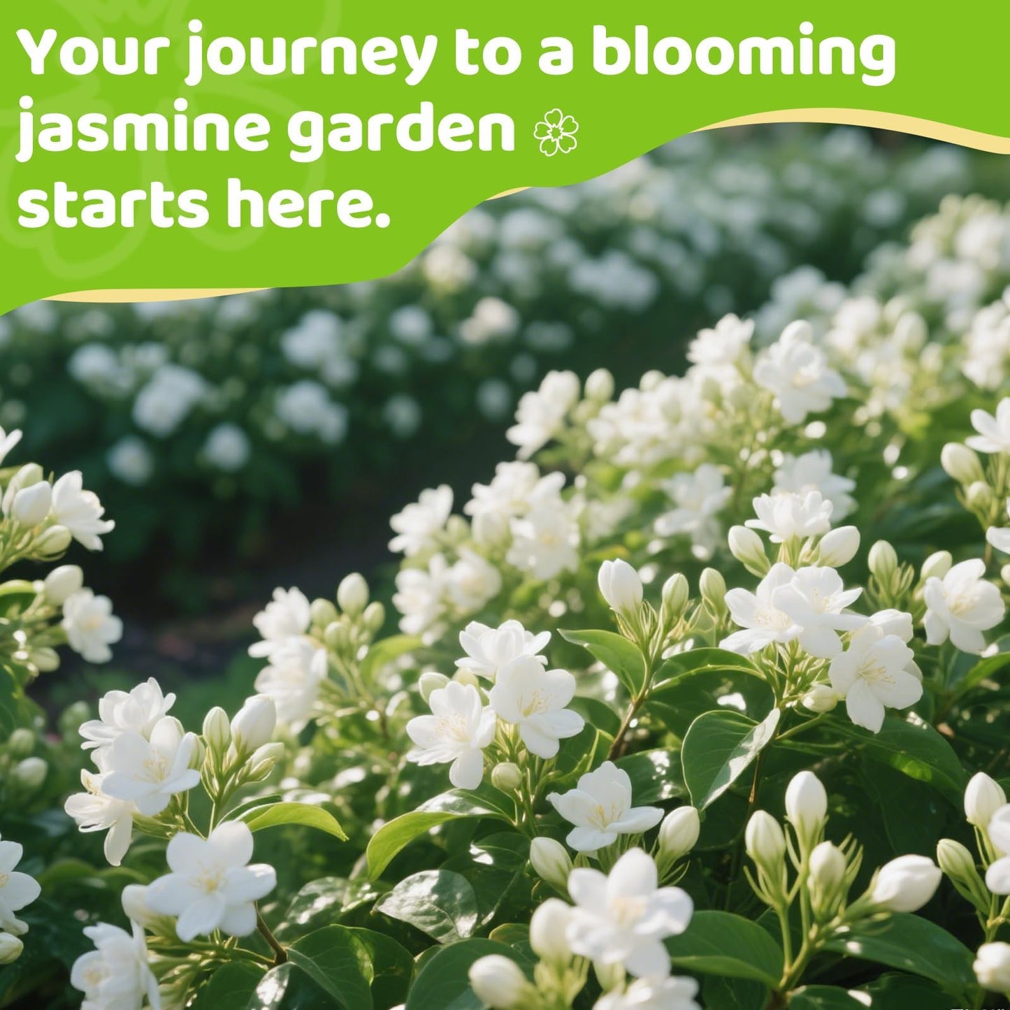 400+ Climbing Jasmine Flower Seeds for Planting – Easy to Grow, Non-GMO, High Germination Fragrant Flowers for Home Garden, Balcony, Trellis, Fence, Vertical Garden Decor