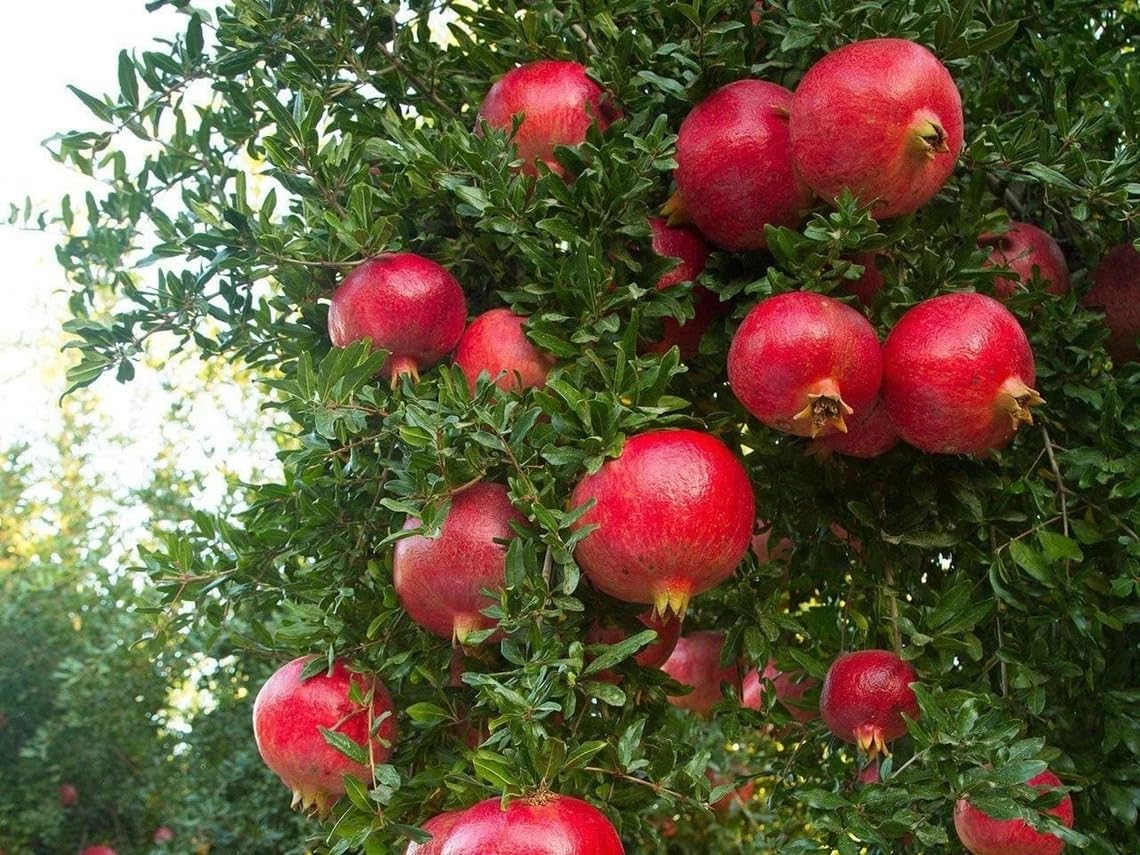 1 Wonderful Pomegranate Live Starter Plant - Self-Pollinating Punica Granatum Fruit Tree for Warm Climates