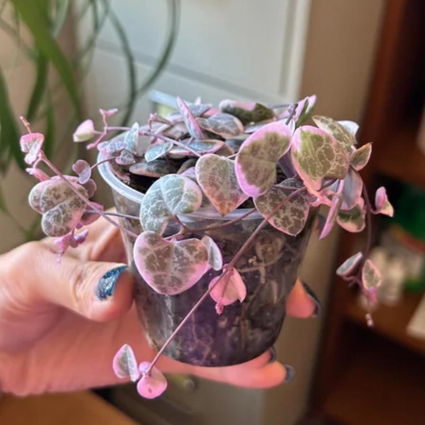 String of Hearts Plant Live | Different Houseplants in 6 Inch Pot | Fast-Growing Trailing Houseplant | Suitable for Home & Office Decor | Fully Rooted Trailing Houseplant for Indoor Décor & Easy Care