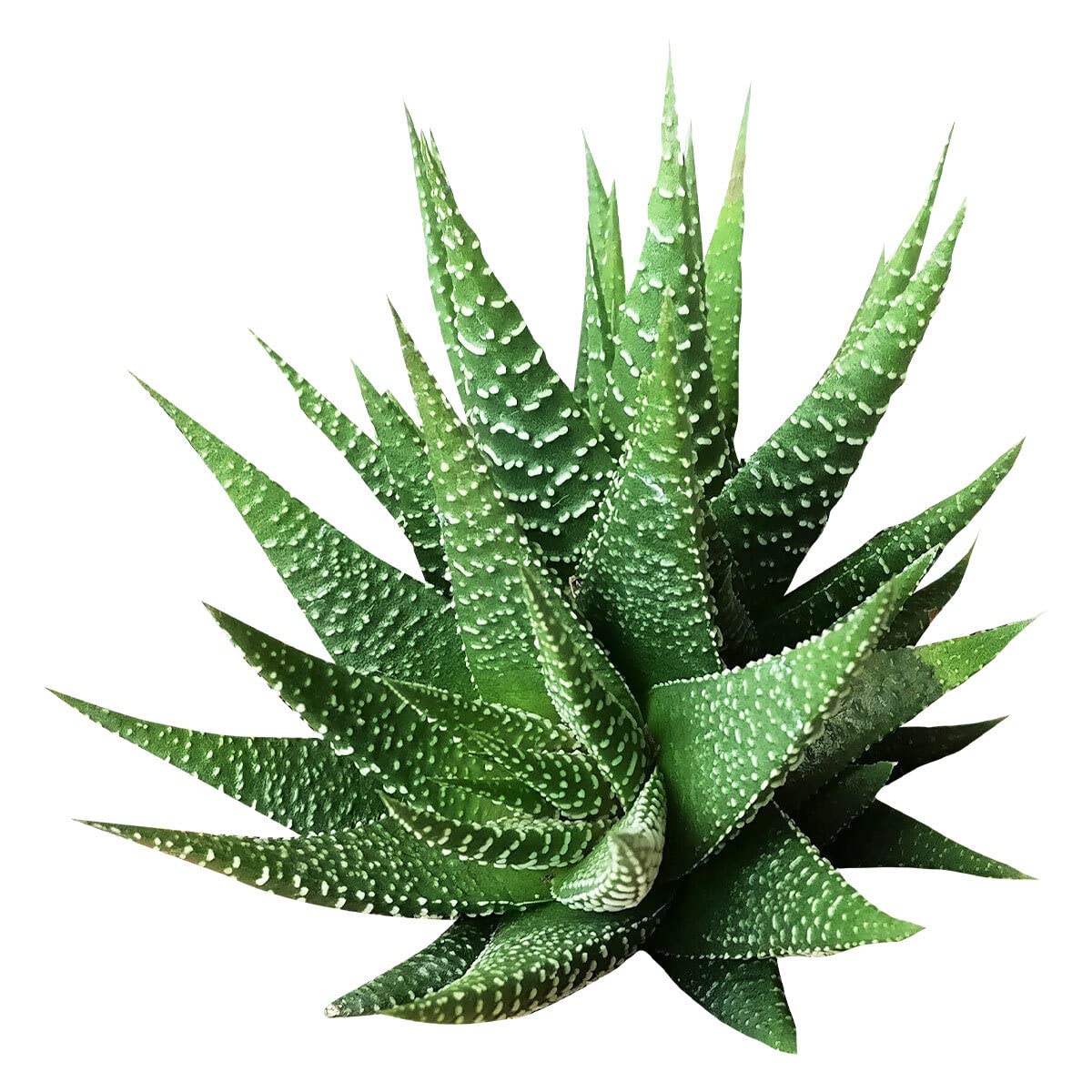 Haworthia Zebra Spiky Succulent Plant with Care Guide - Best Indoor Plants - Easy to Grow Succulents - Gift Ideas for Plant Lover - Low Light Succulents (4'' + White Modern Pot)