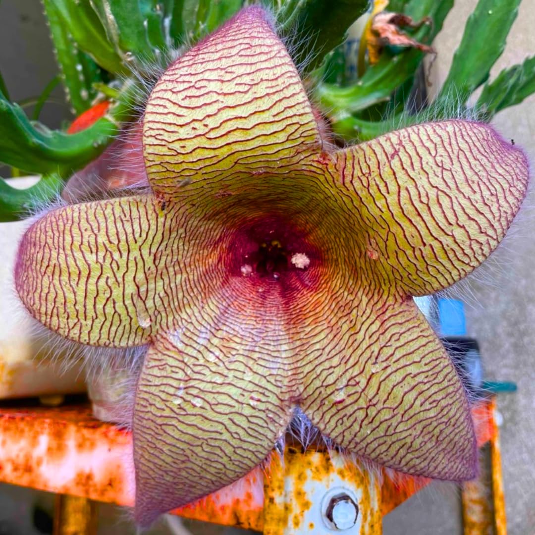 Sets 2 Rare Starfish Cactus Plant Live in 2" Pot, Small Cactus Succulent Well Rooted 4-8 Inch Tall, Ornamental Houseplant for Hanging Basket Trailing