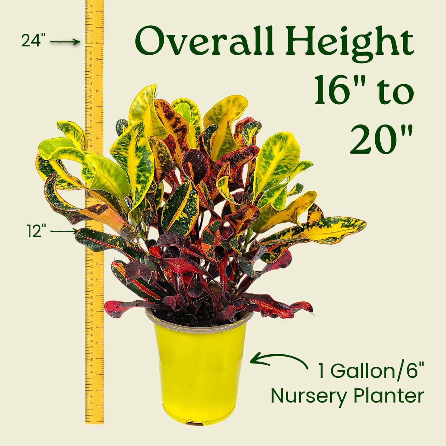 Croton Mammy - 16" to 20" Overall Height, 1 Gallon Pot - Live Variegated Plant - Tropical Plants of Florida