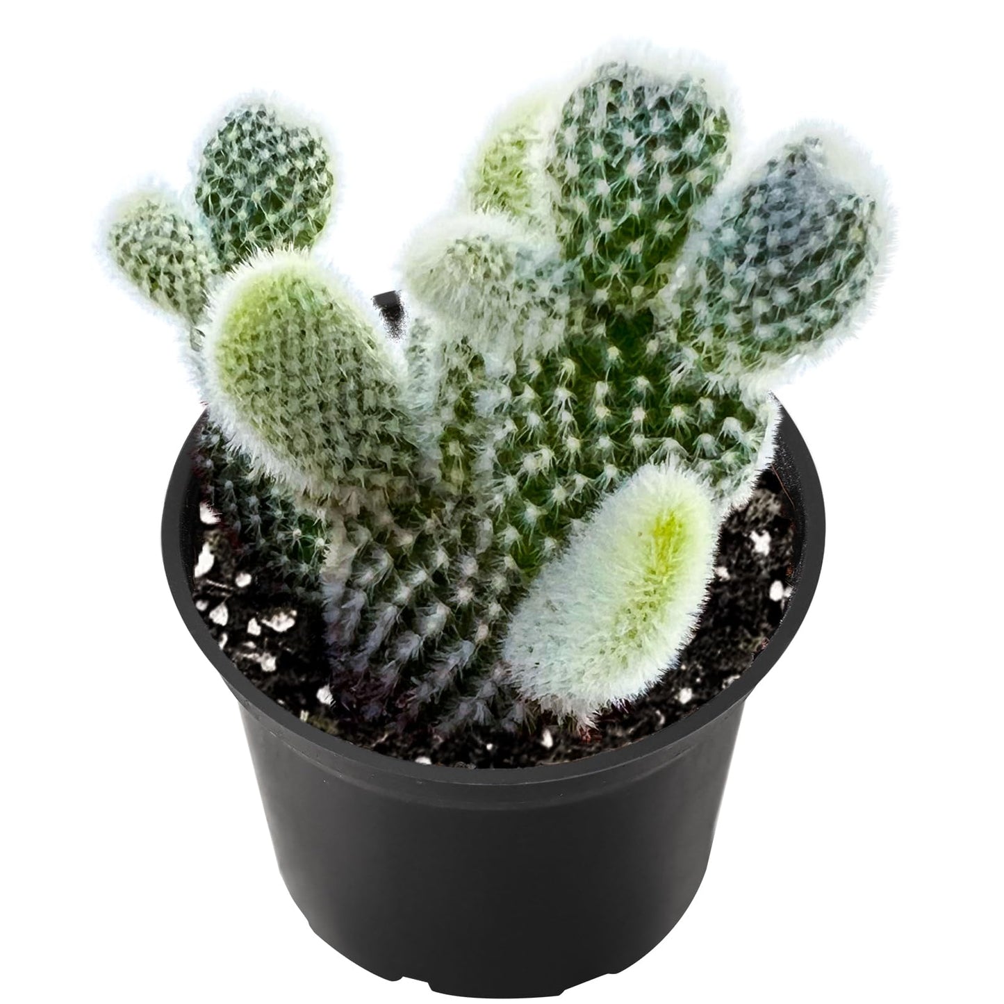Live Succulent Bunny Ear Cactus, 2 Inch Fully Rooted Potted Plant, Easy Care & Drought Tolerant, Indoor Houseplant for Home Decor