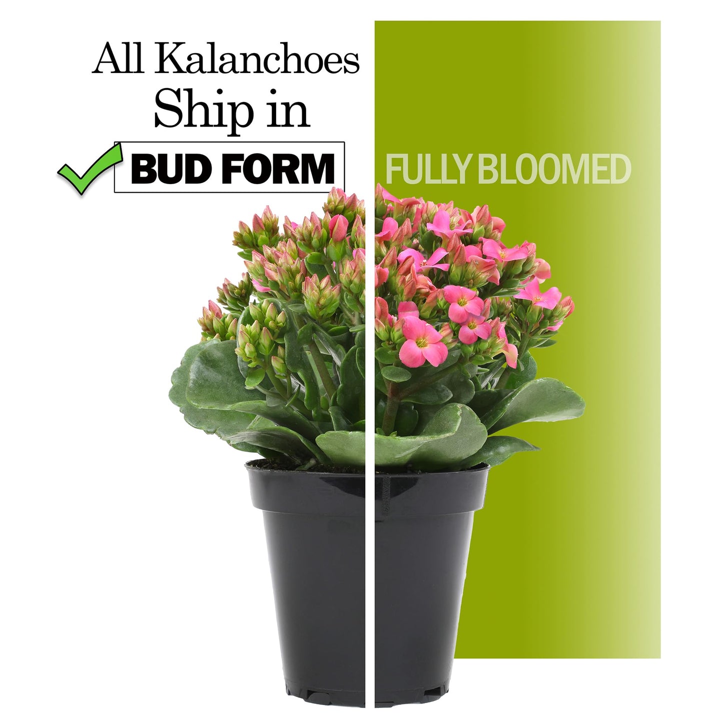 Florist Kalanchoe Live Succulent Plants (3 Pack), Flowering Flaming Katy Succulents, Easy Plant Care, Approx. 7 in. Tall, Drought-Tolerant Indoor Houseplants in 3.5 in Pots