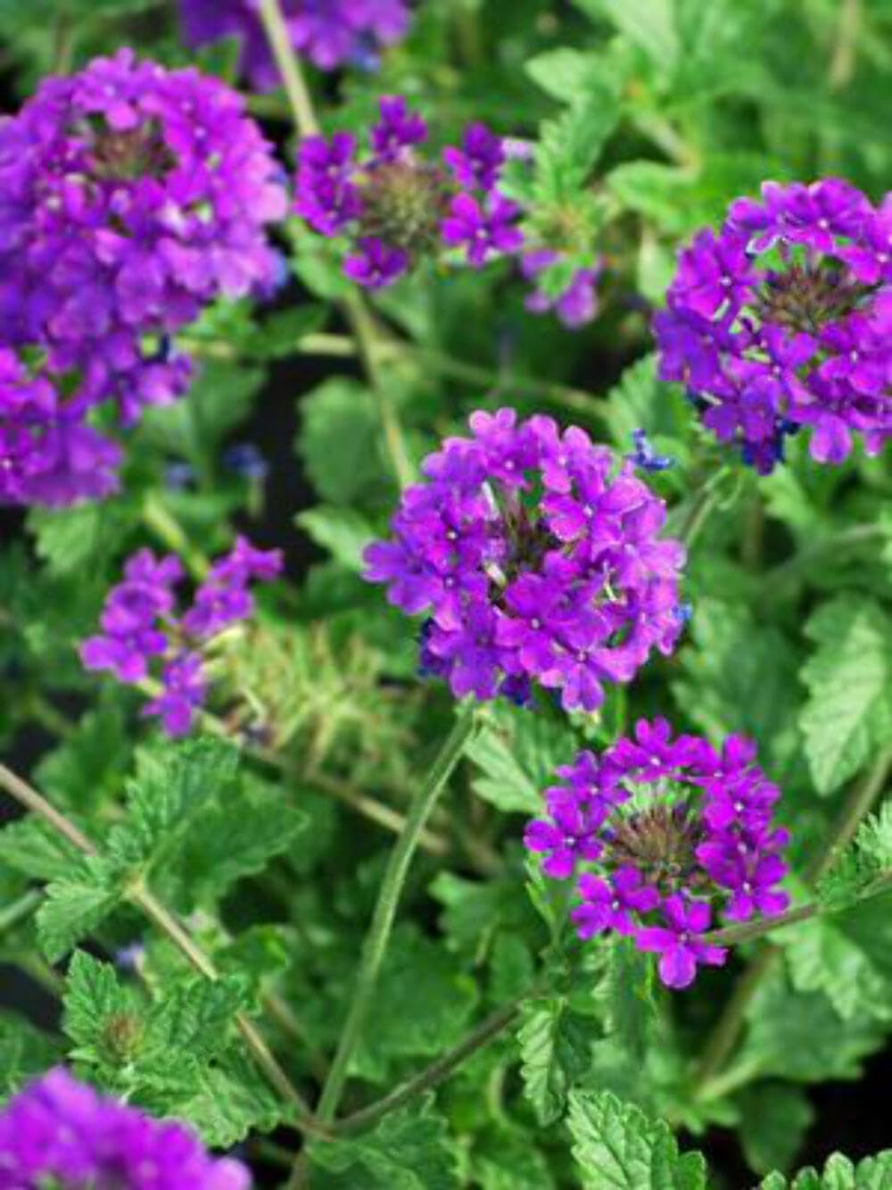 Perennial Farm Verbena x 'Homestead Purple' – Live Perennial in #1 Container, Deep Violet Blooms, Spreading Groundcover, Long Blooming, Heat Tolerant, Perfect for Borders, Containers & Pollinators