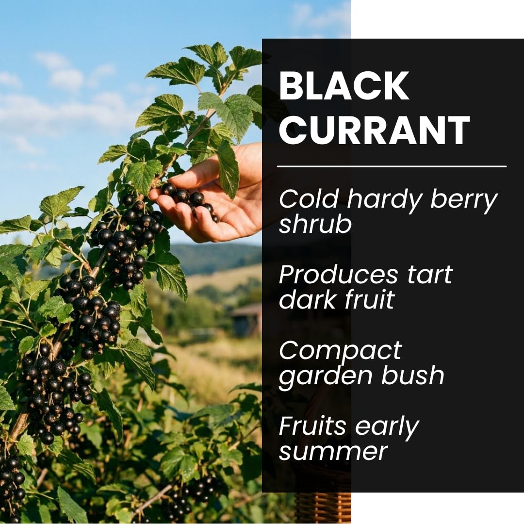 3 Black Currant Plants Live Seedlings | Edible Berry Bushes | Cold Hardy Fruit Shrubs | Outdoor Garden Planting | Backyard Landscaping (3 Seedlings)